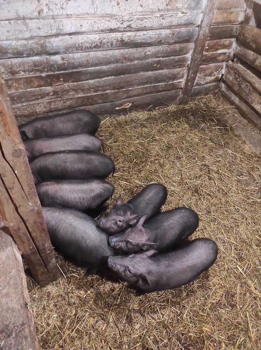 Продаются поросята вьєтнамської породи.