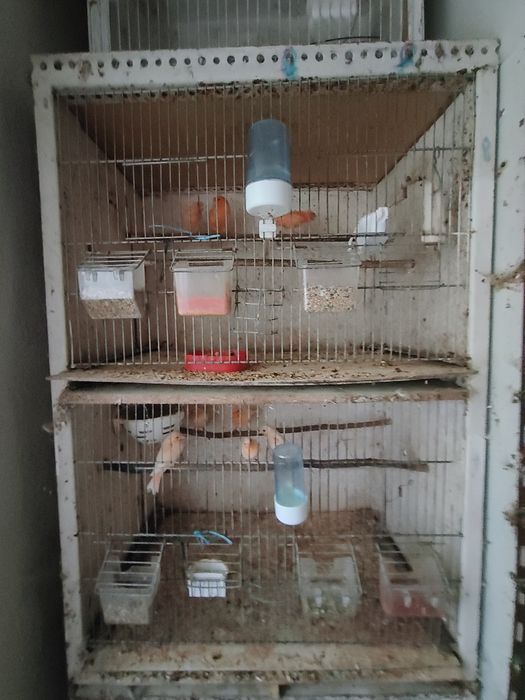 Vendo canários várias cores