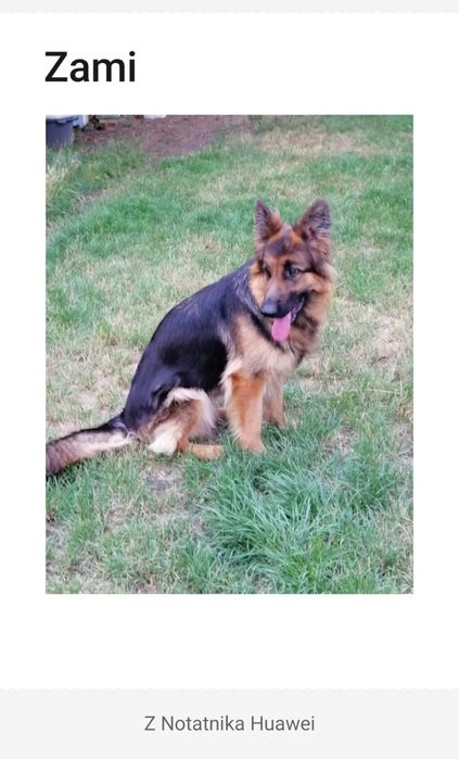 Owczarek niemiecki długowłosy śliczne szczenięta