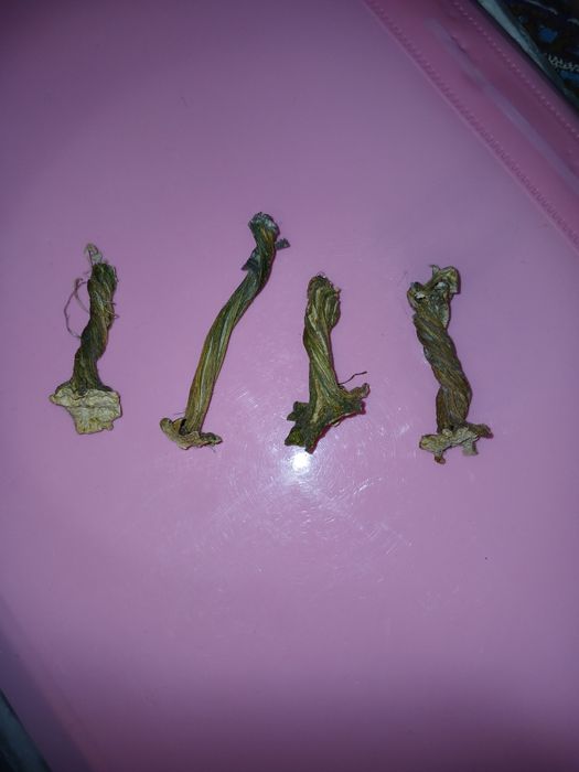 Гарбузовий корінчик натуральний для декору