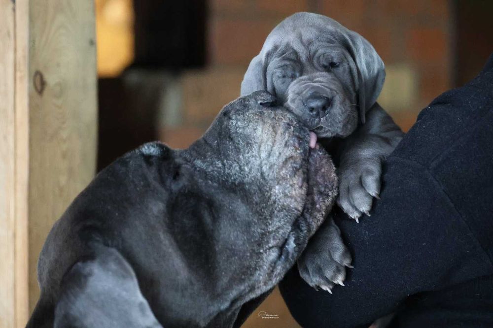 Dog Niemiecki Błękitna suczka ZKwP, FCI rodowód