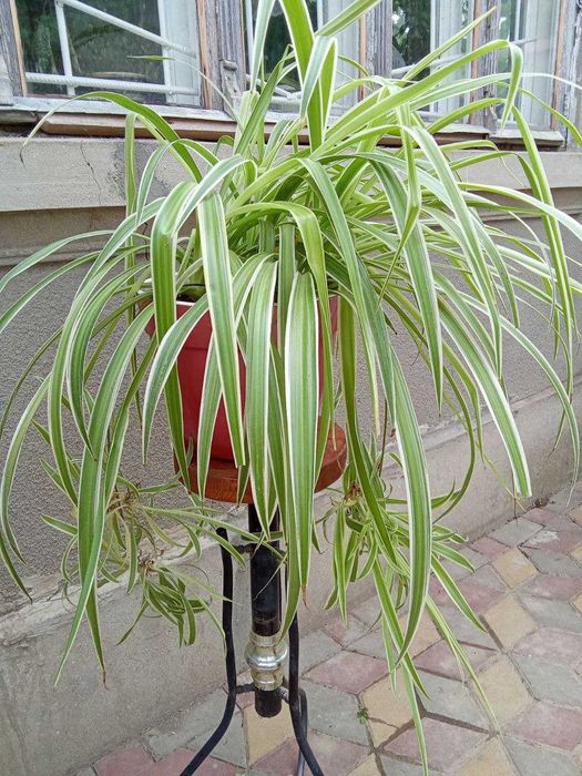 Хлорофітум та сансев'єра - очищувачі повітря для дітей та літніх людей