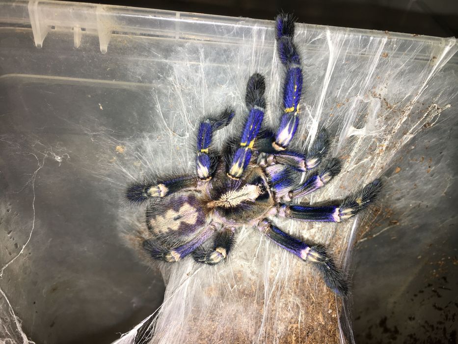 Poecilotheria metallica L5 ptasznik