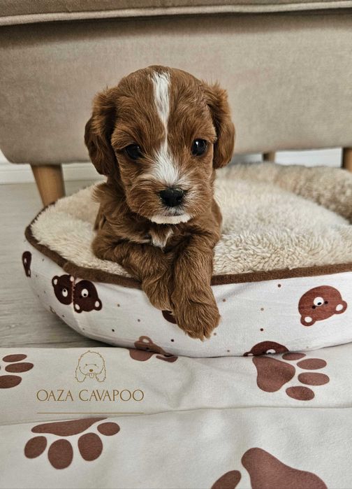 Cavapoo F1B Chłopiec