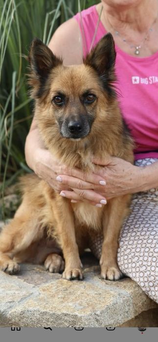 Do adopcji malutki piesek
