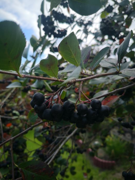 Aronia ekologiczna nie pryskana