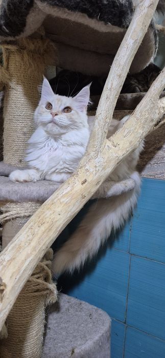 Леді Мейн кун айс крем