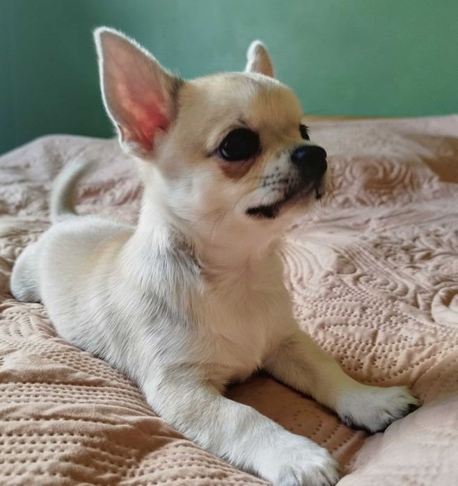 Chihuahua maleńki piesek krótkowłosy