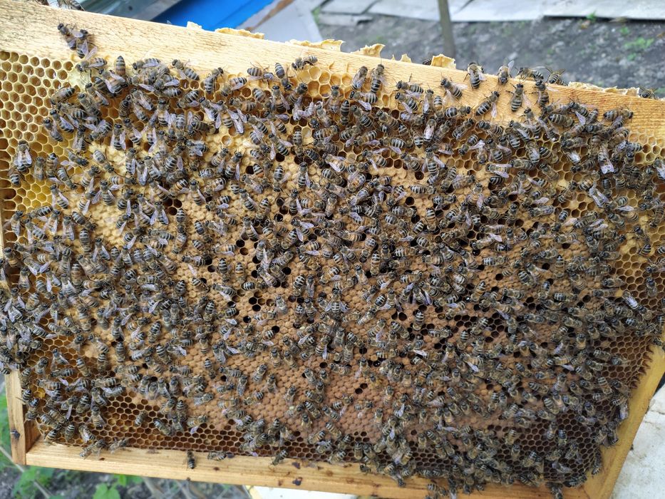 Бджолопакети породи Бакфаст