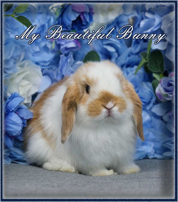 Piękny Młody Króliczek Mini Lop - Orange Butterfly