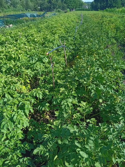 Семенной картофель