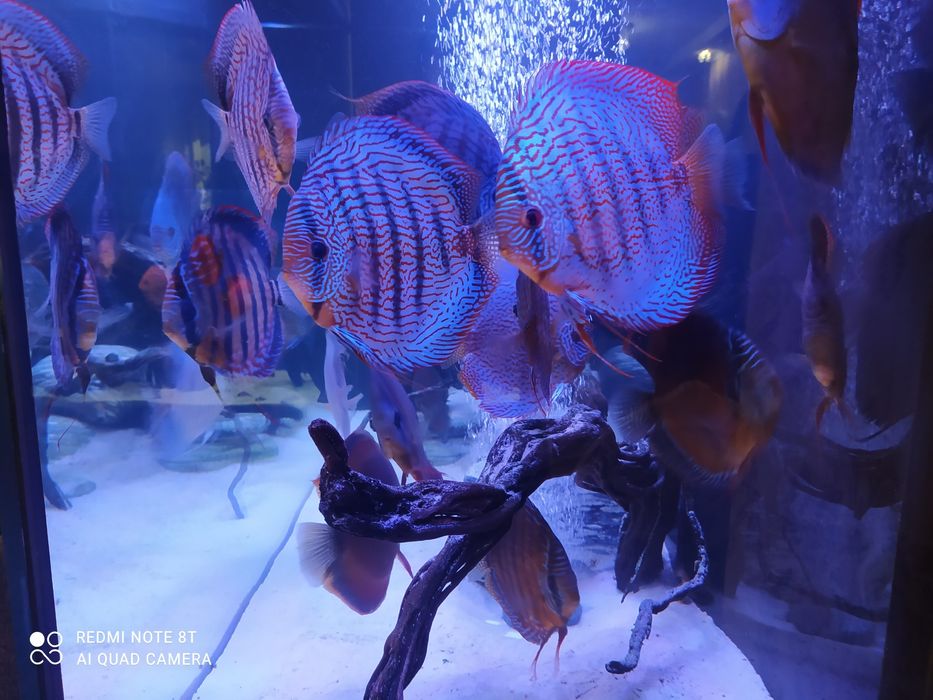 Аквариуми під замовлення