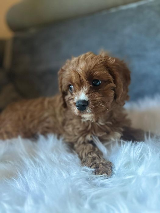 Cavapoo f1*chłopczyk małopolska