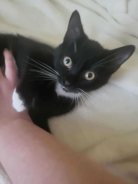 Cola i Whiskey śliczne kotki do adopcji