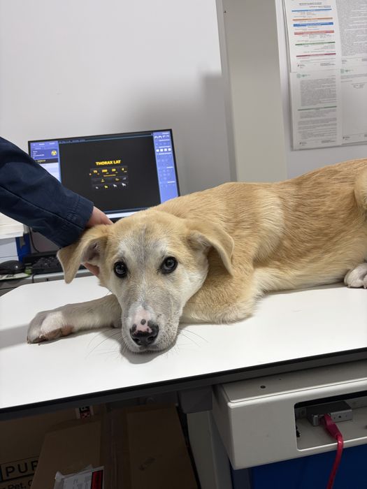 ROCCO - cachorro de 5 meses porte grande