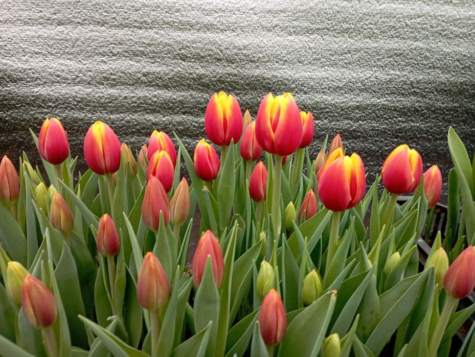 Продам тюльпаны, Квитка  оптом  к 8 марта