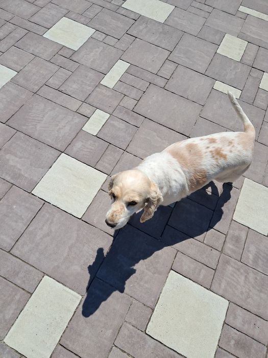 В'язка, гарний хлопчик кокер спаніель !!!