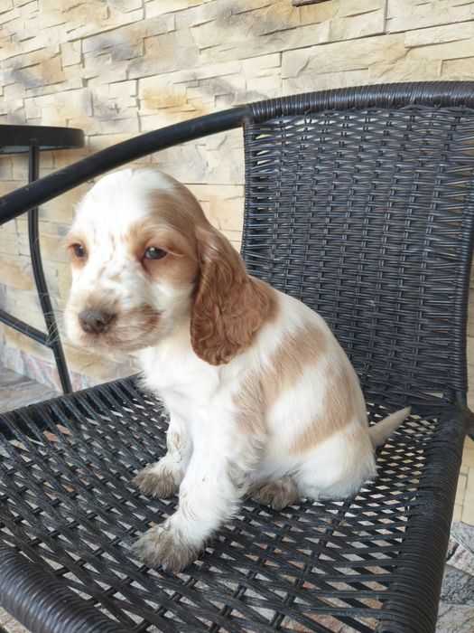 Cocker spaniel angielski pies