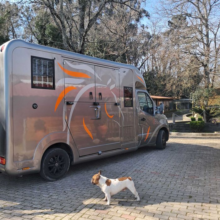 Renault Master STX Transporte cavalos 5 lugares
