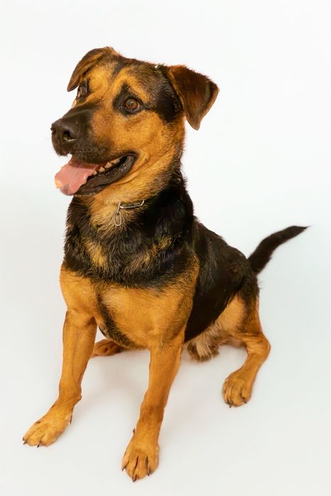 Cão para adoção responsável
