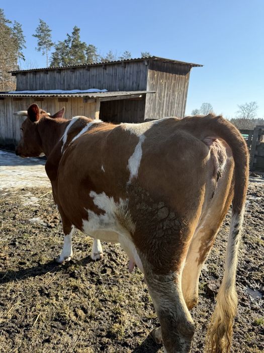 Продам корову 7 років