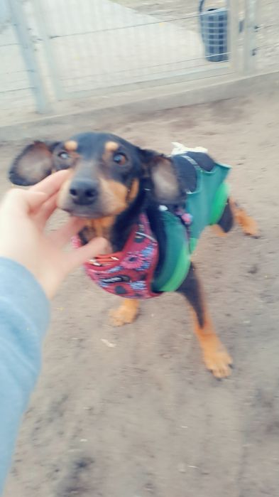 Suczka Tolka.po sterylizacji