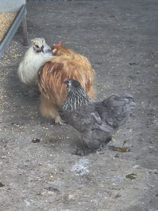 Vendo trio galinhas sedosas do Japão
