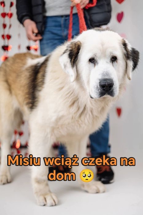 Piękny Bernardyn do adopcji