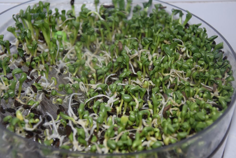 Łopian większy nasiona 2025