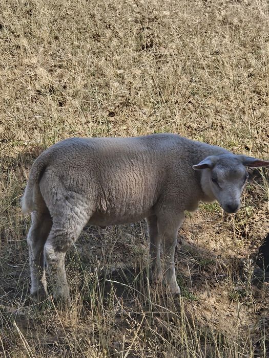 Para venda borrego Texel