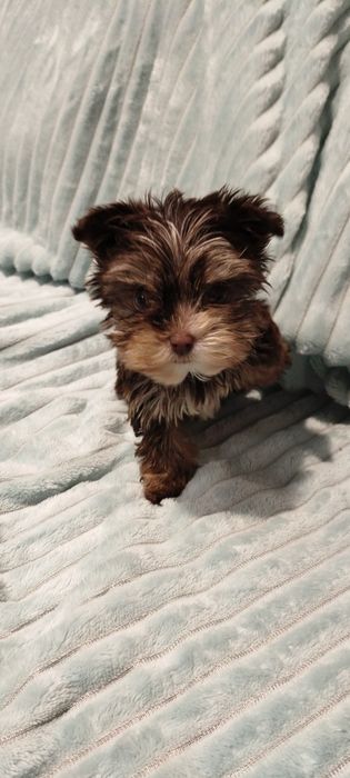 Yorkshire terrier czekoladowa suczka