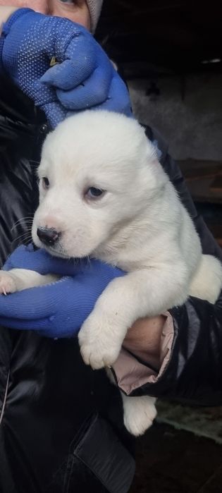 Цуценята алабай,САО