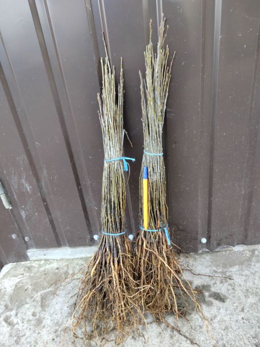 Антипка(маголебка)