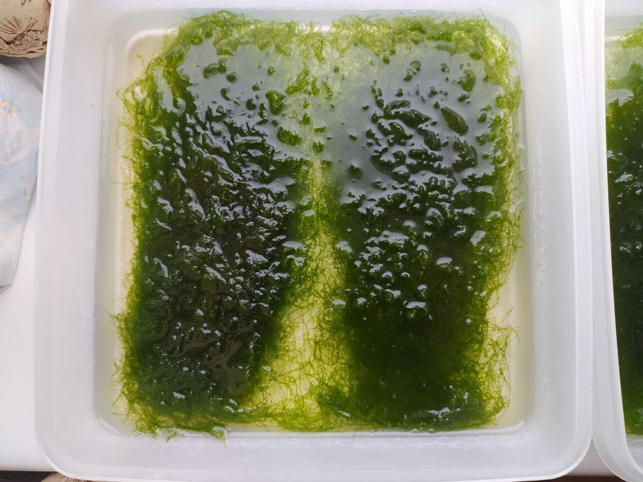 поделюсь мхом для аквариума (недорого)