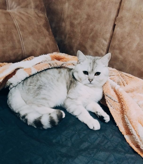 В'язка.Срібна шиншила.