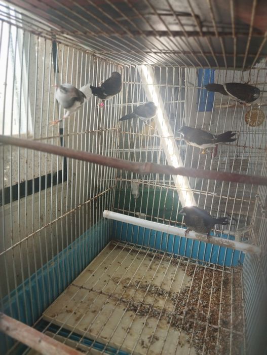 Bengalins de várias cores