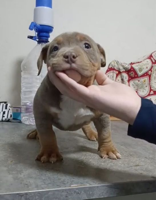 American bully pocket