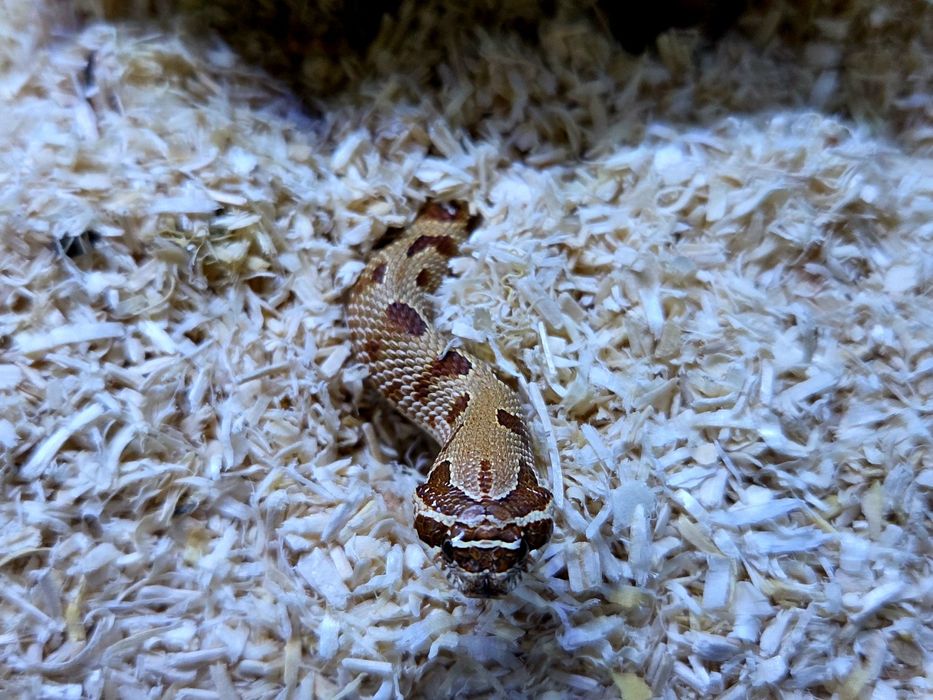 Wąż Heterodon nasicus – Pastel Anaconda SAMICA