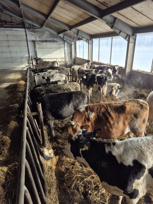 Jałowki wysokocielne