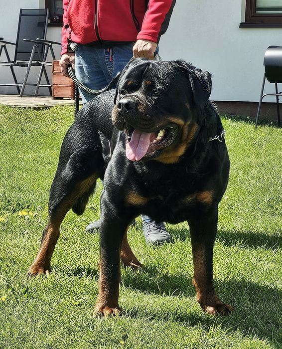 Rottweiler reproduktor zkwp FCI 4 lata super rodowód HDA