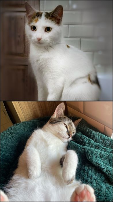 Słodki duet szuka dobrego domu :)