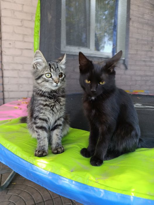 Віддам кошенят в добрі руки