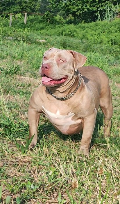 American bully standard