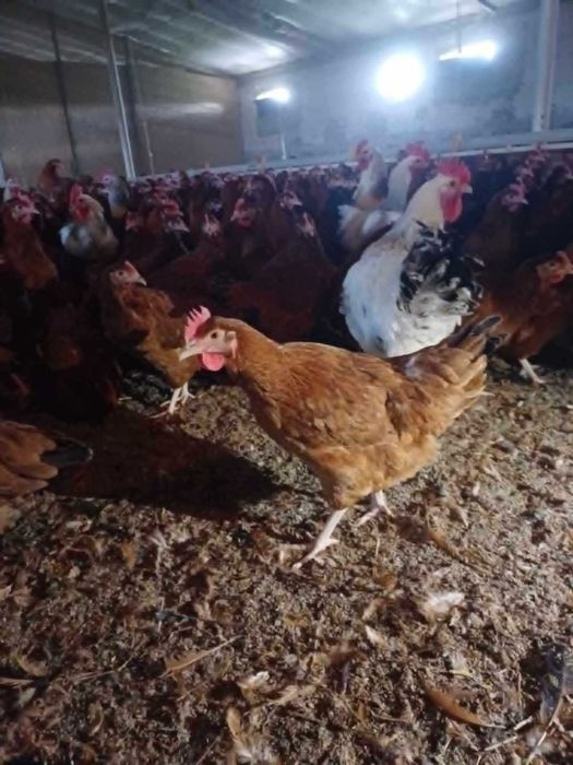 Kury nioski,dowóz gratis,hurt detal, producent 888 dwa cztery zero 090