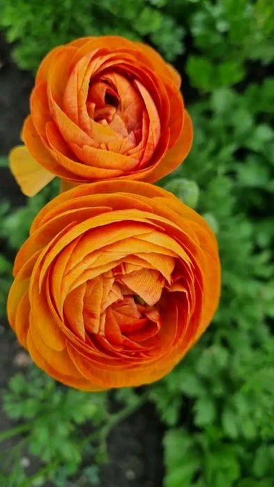 Ранункулюс лютики жовтець