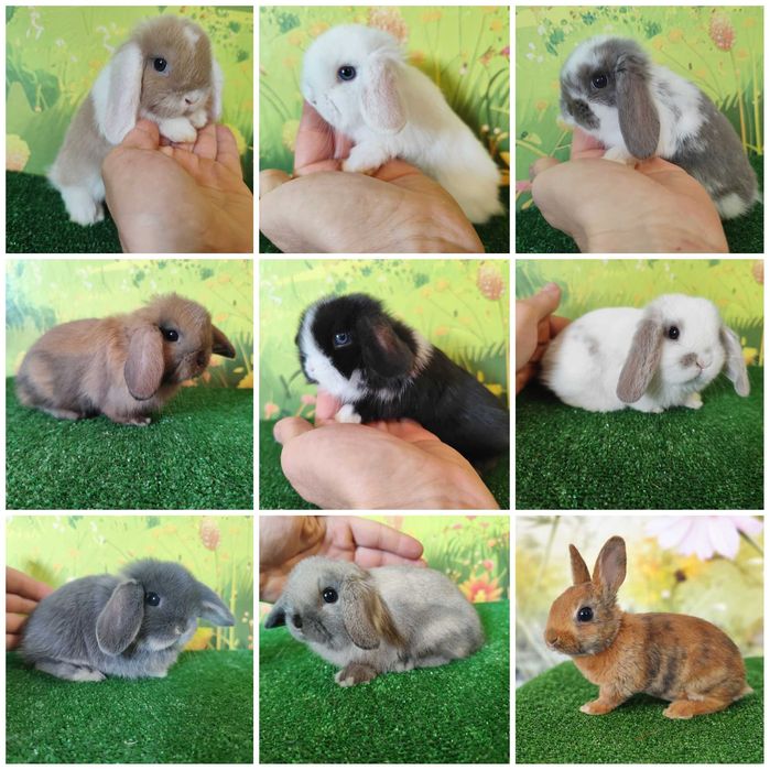 AKTUALNE Piękne Mini Lop , Mini Rex - króliczki miniaturki z renomowanej hodowli
