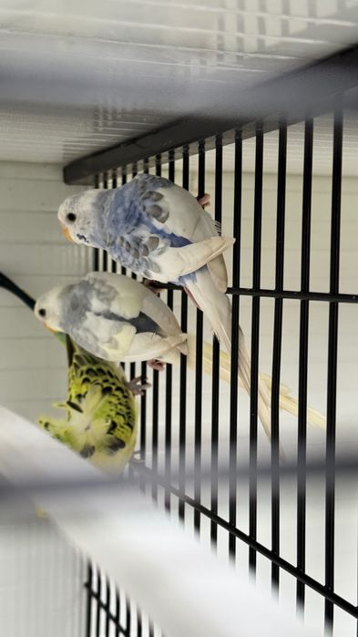 Periquitos diferentes mutações