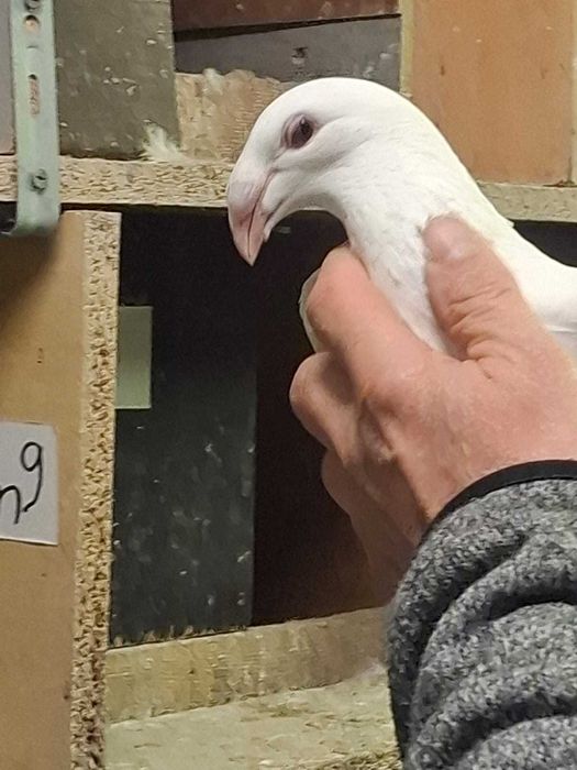 Sprzedam gołębie rzeszowskie