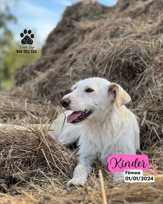 Cadela para adoçao (Kinder)