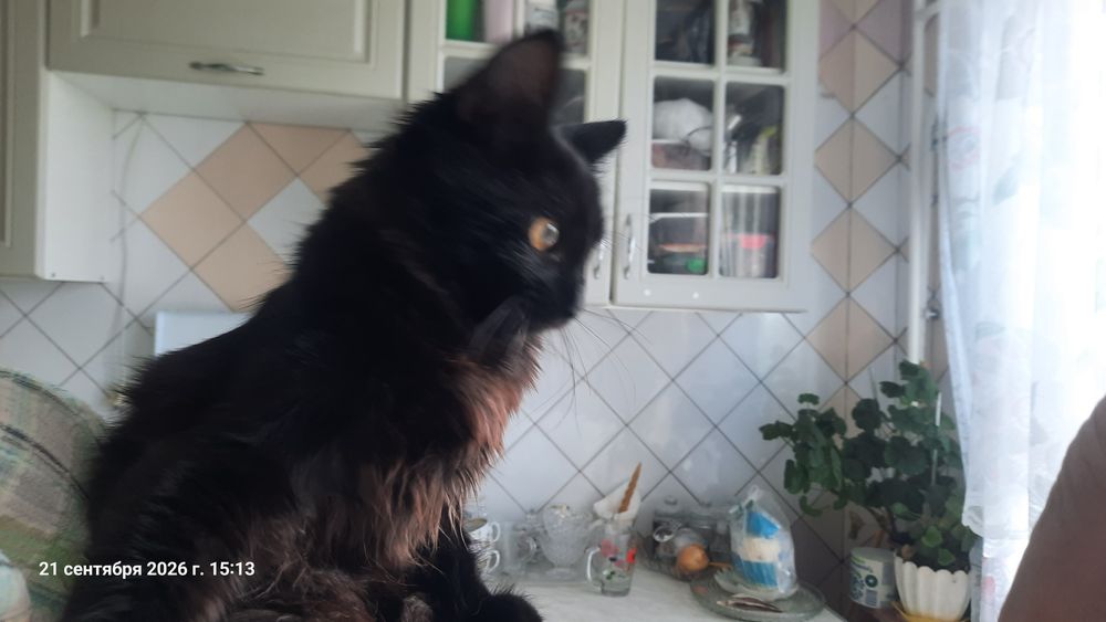 котик  ждёт своих любящих хозяев